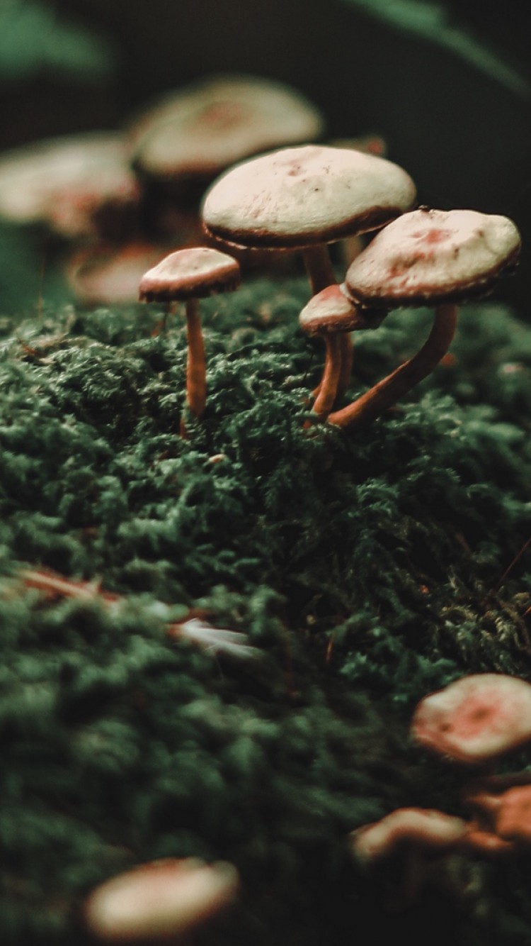 Macro Mushroom Wallpapers