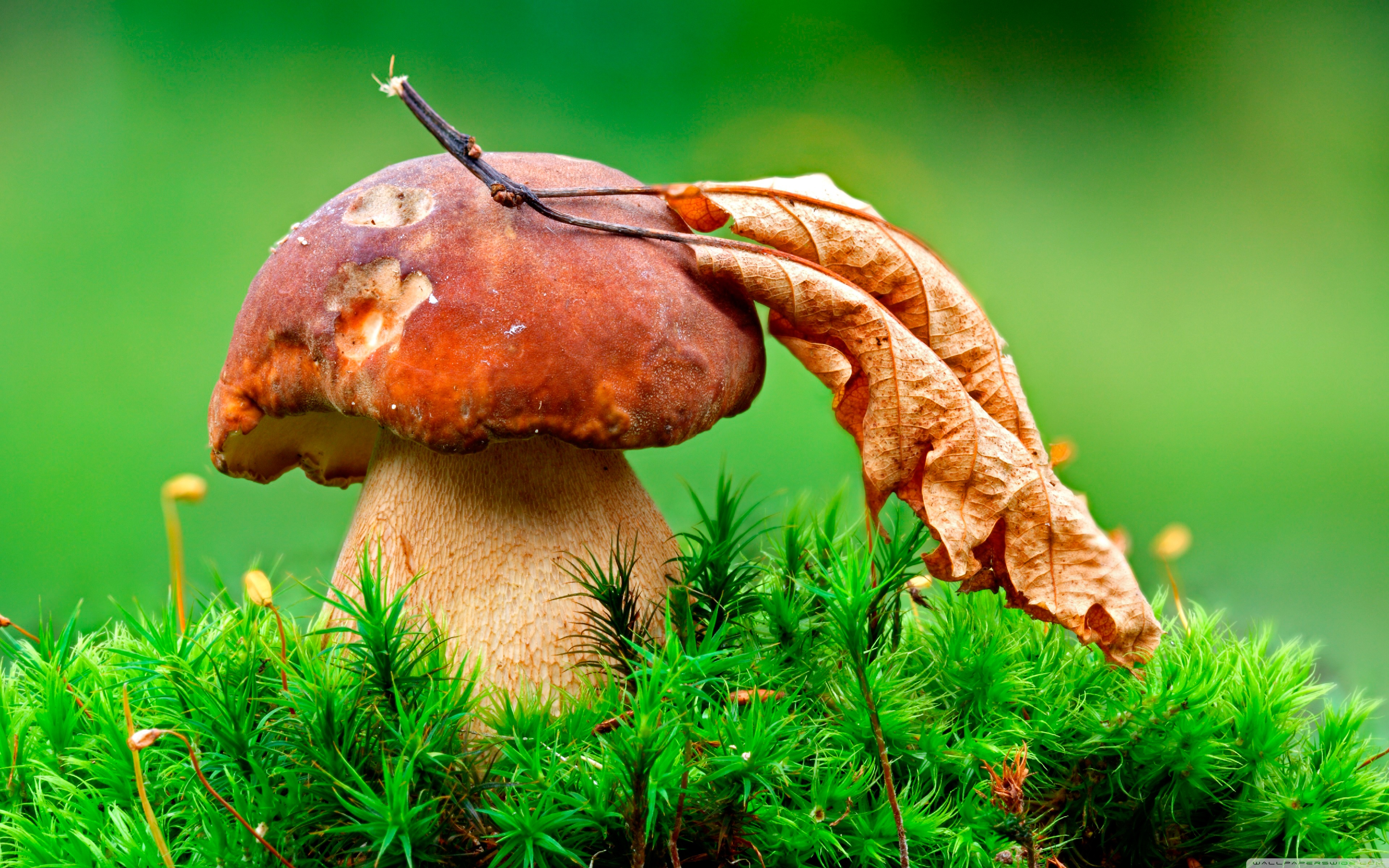 Macro Mushroom Wallpapers