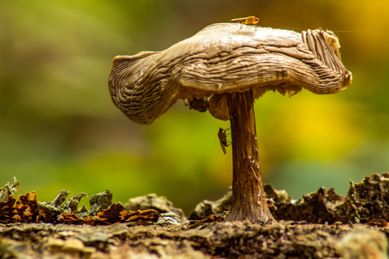 Macro Mushroom Wallpapers