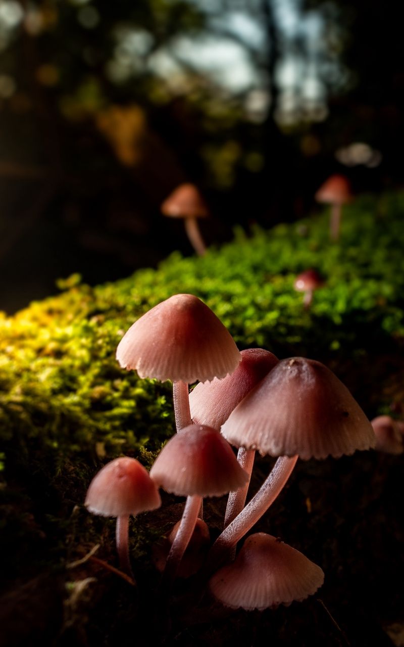 Macro Mushroom Wallpapers