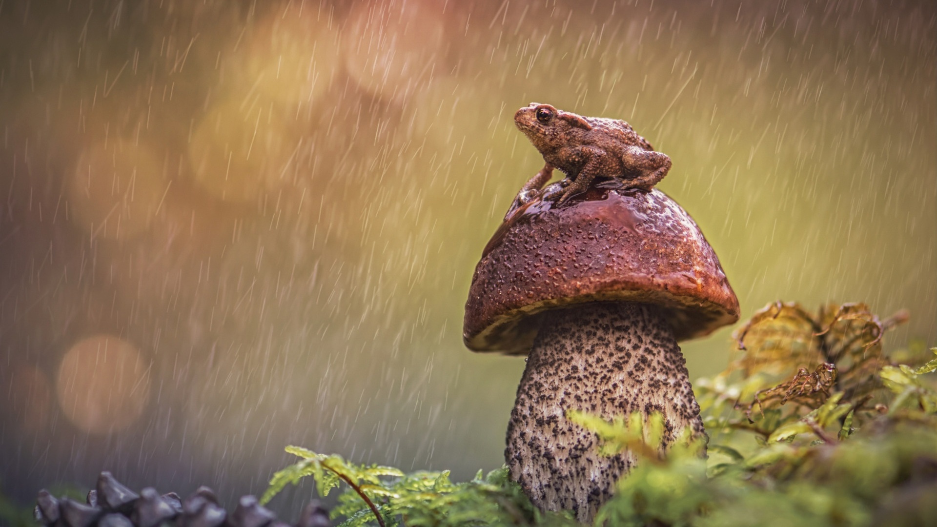 Macro Mushroom Wallpapers