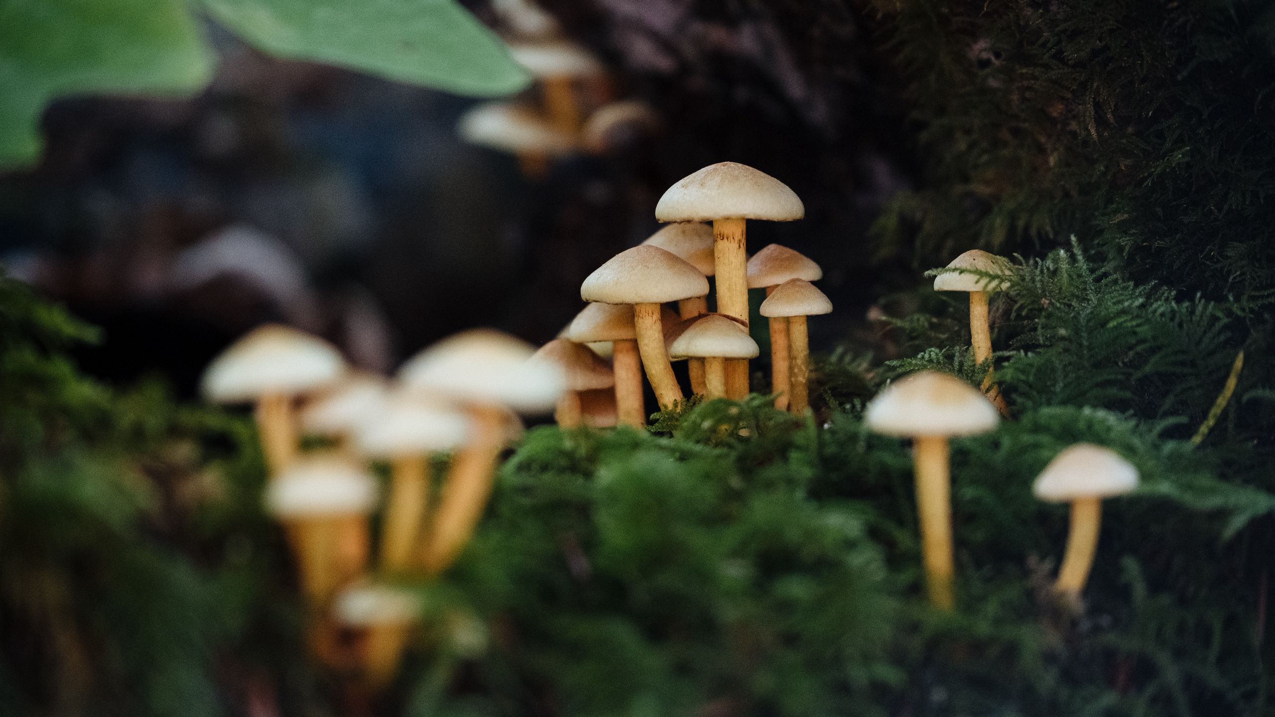 Macro Mushroom Wallpapers