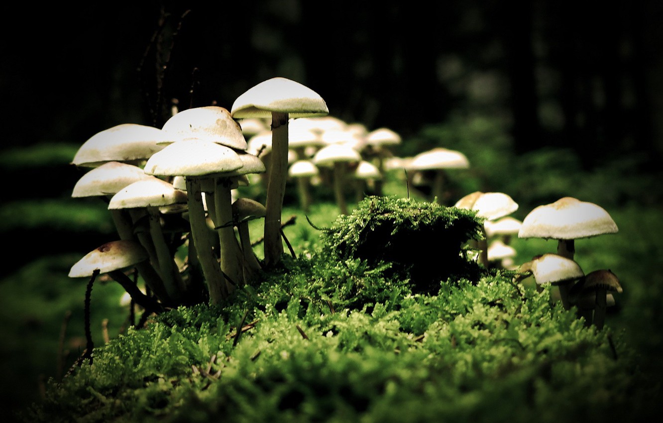 Macro Mushroom Wallpapers