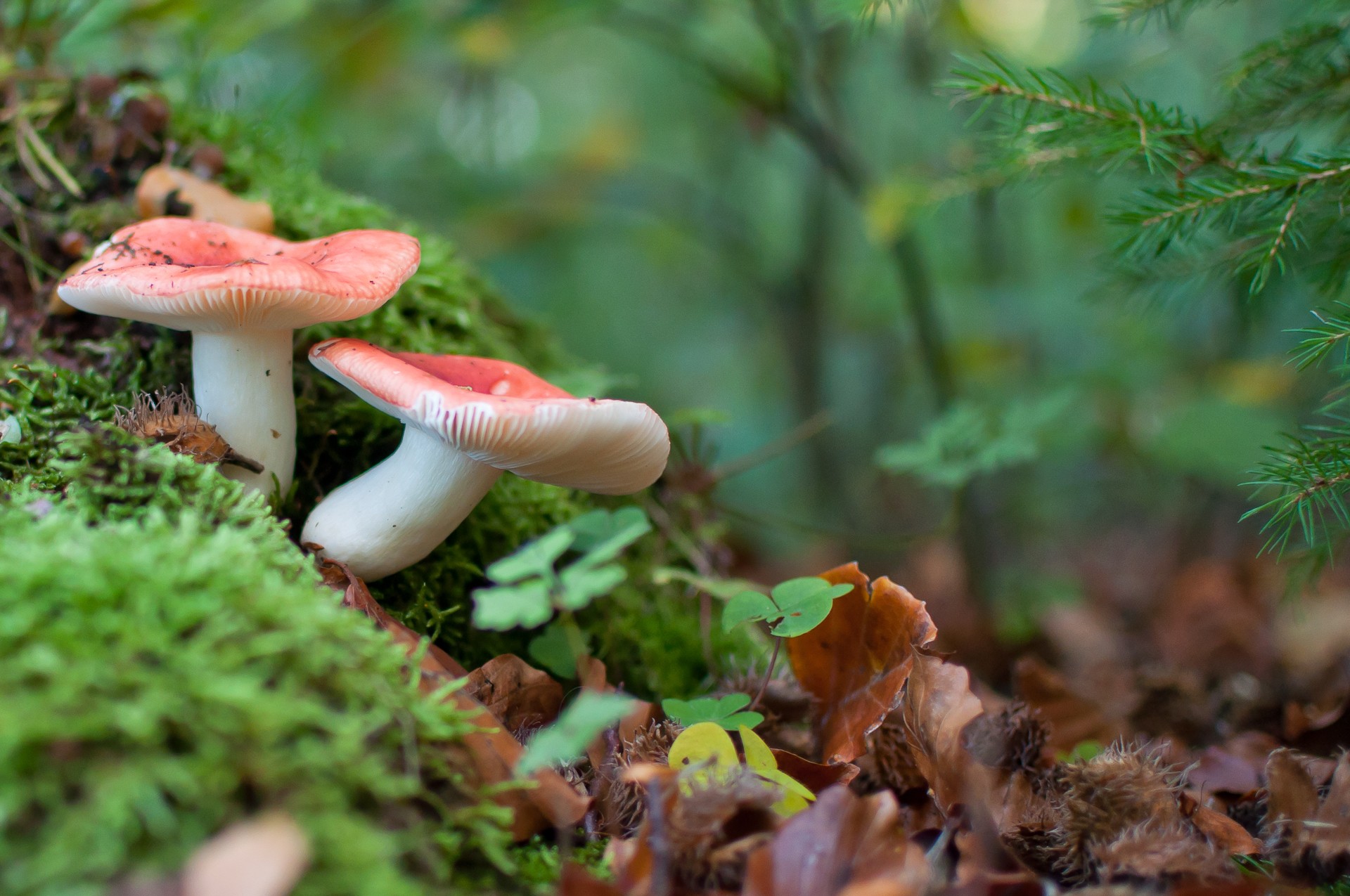 Macro Mushroom Wallpapers