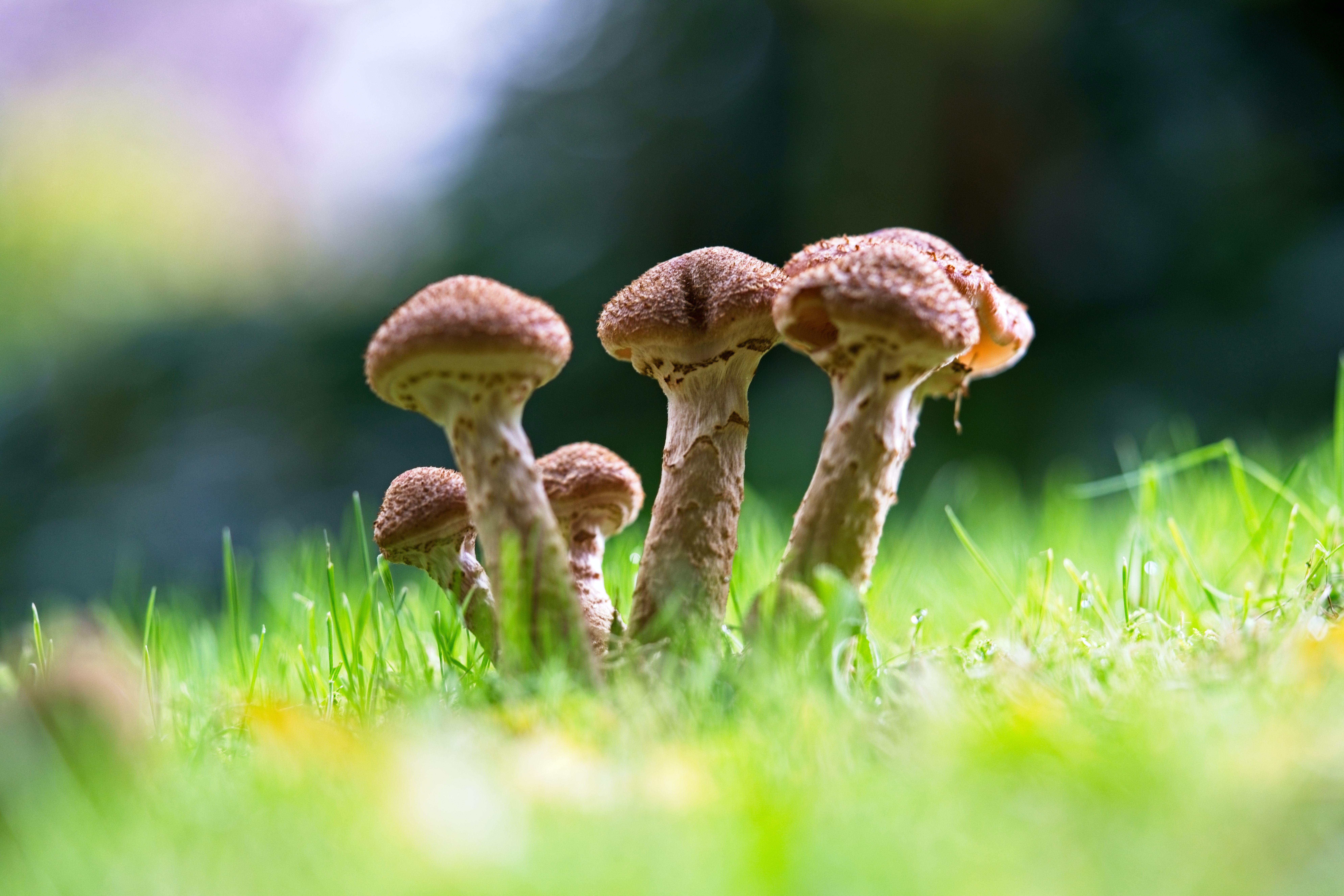 Macro Mushroom Wallpapers