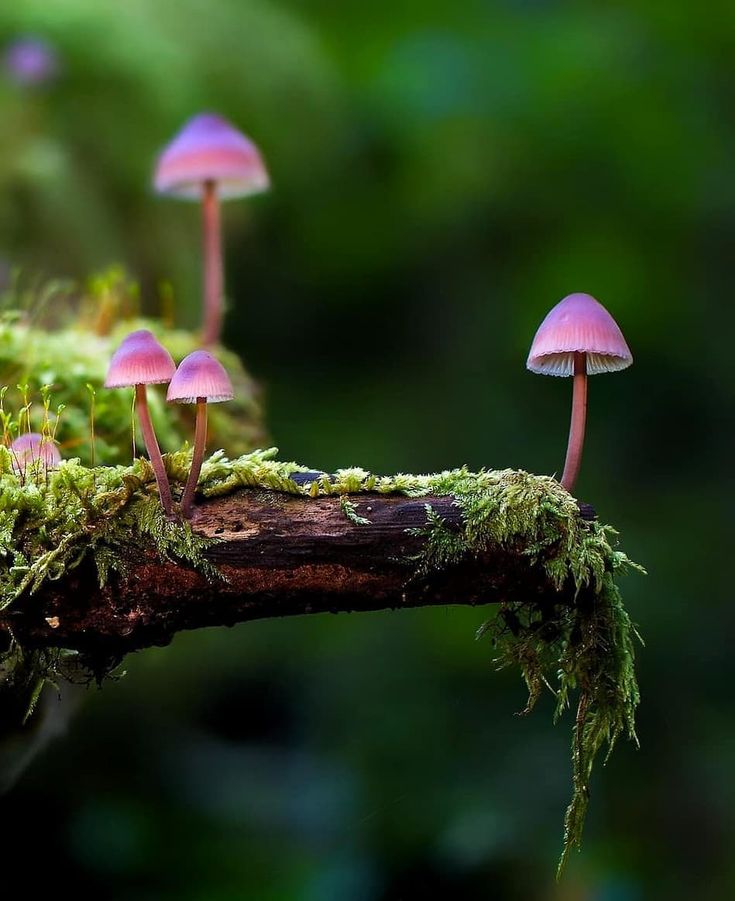 Macro Mushroom Wallpapers