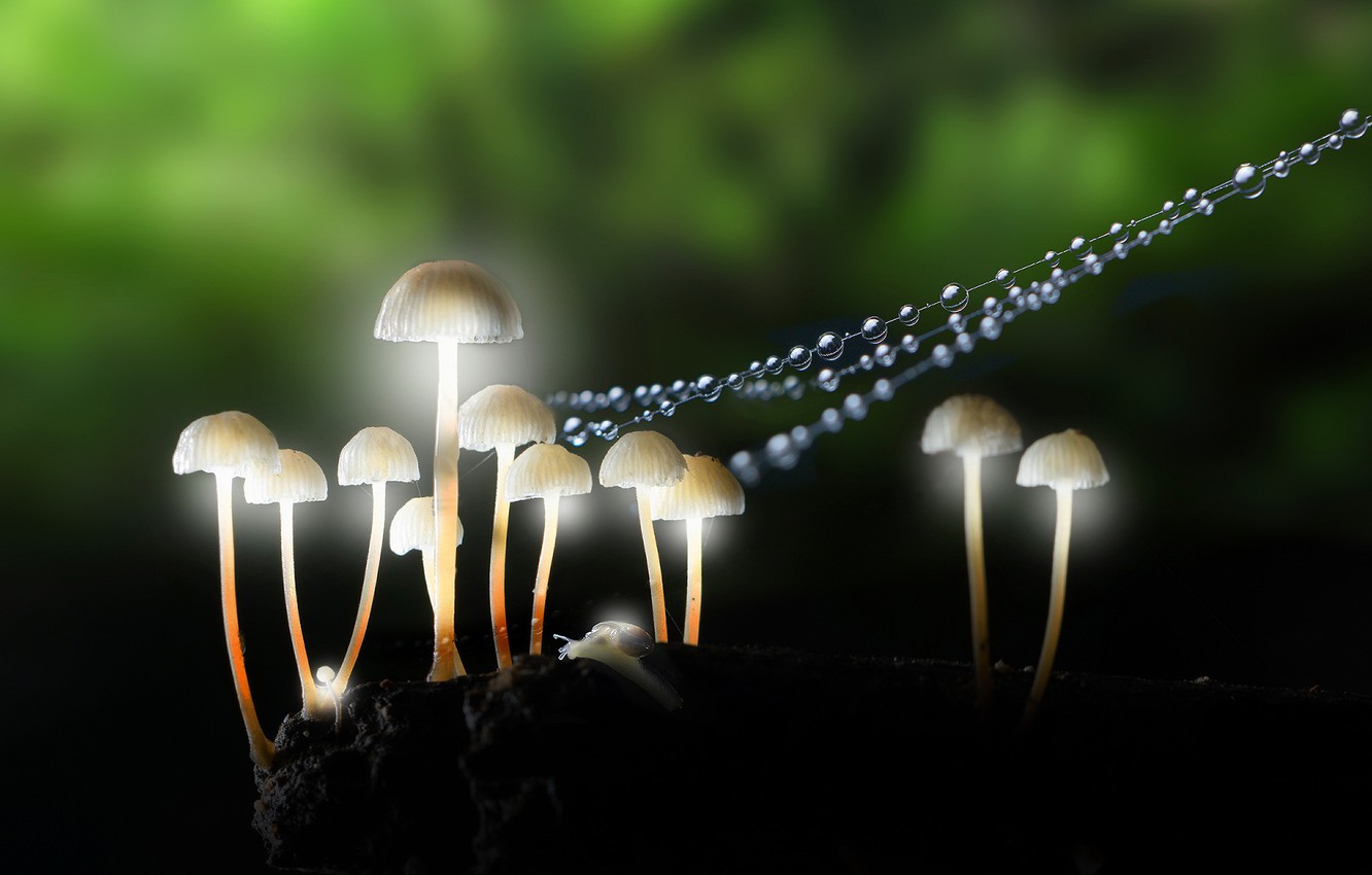 Macro Mushroom Wallpapers