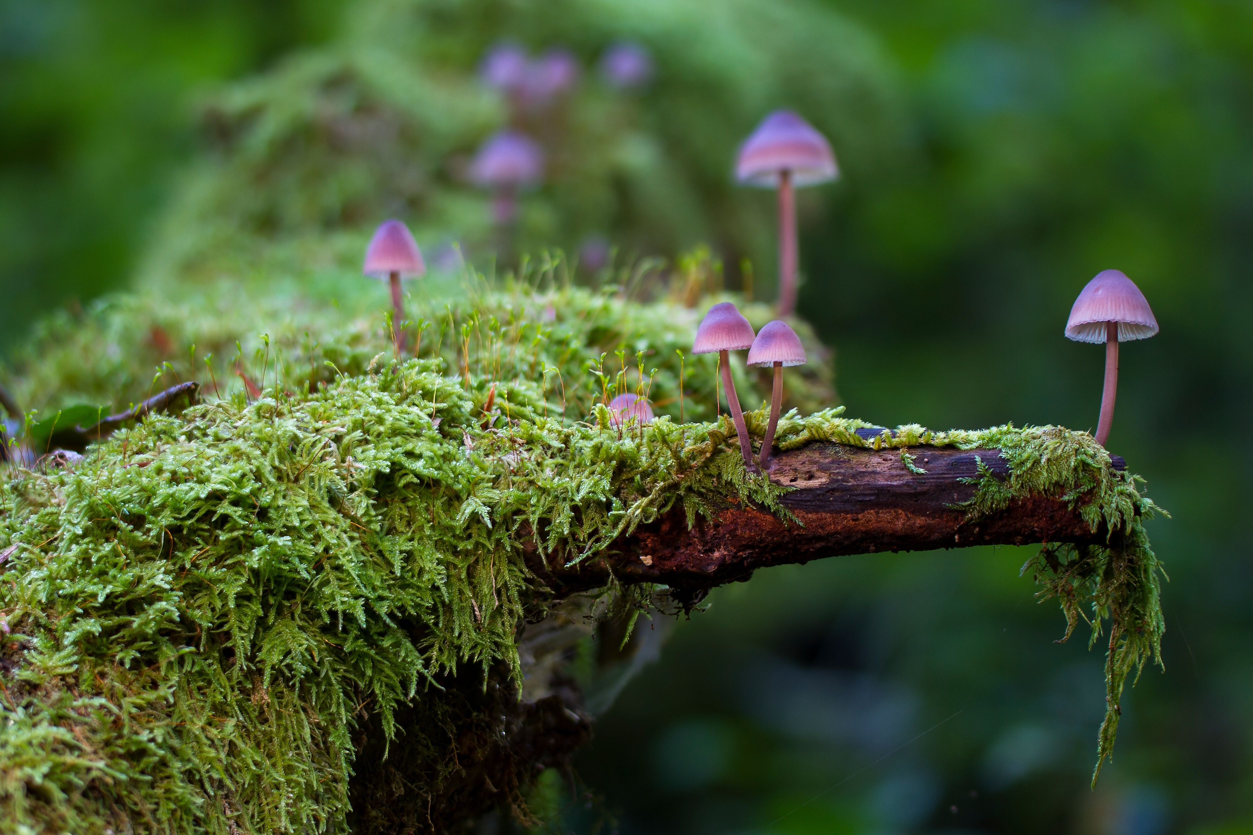 Macro Mushroom Wallpapers