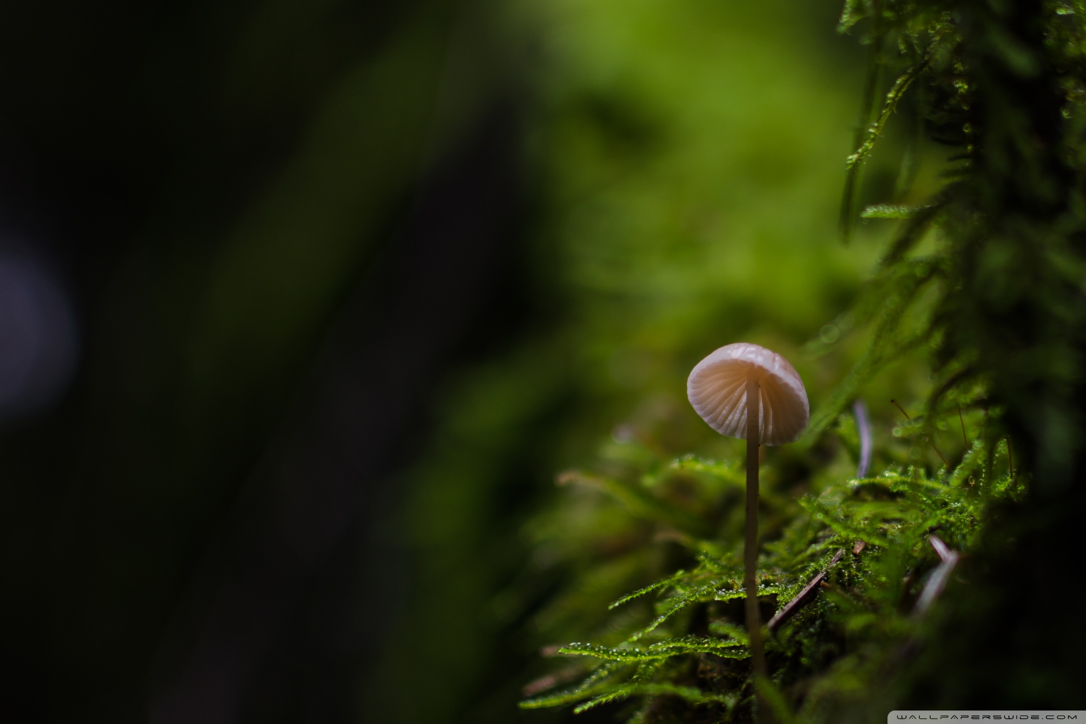 Macro Mushroom Wallpapers