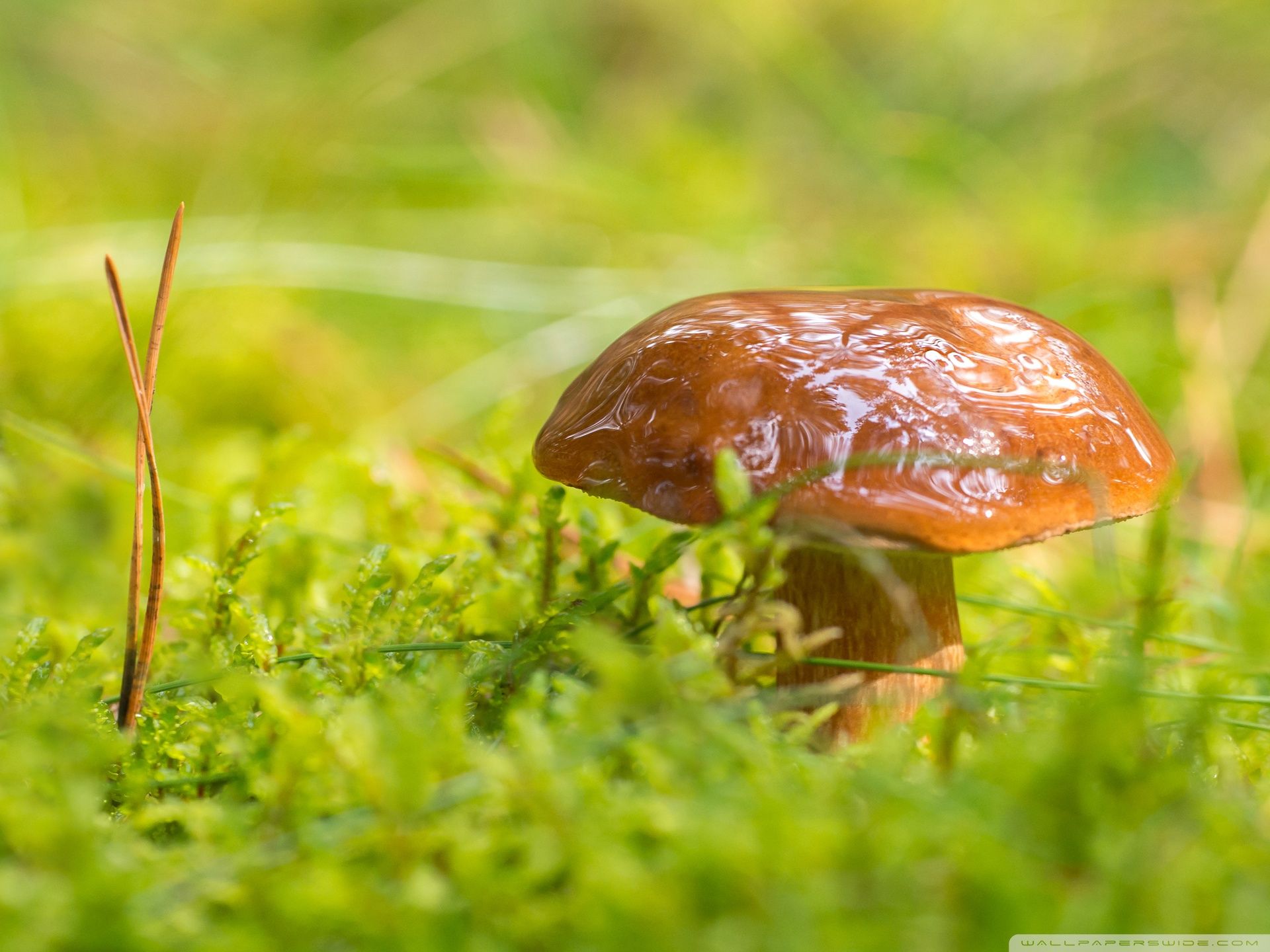 Macro Mushroom Wallpapers