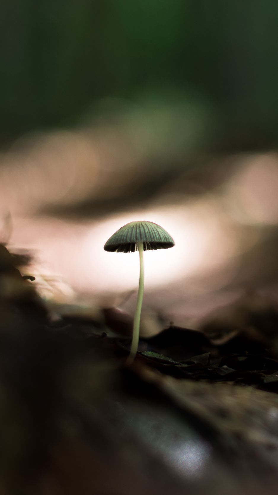 Macro Mushroom Wallpapers