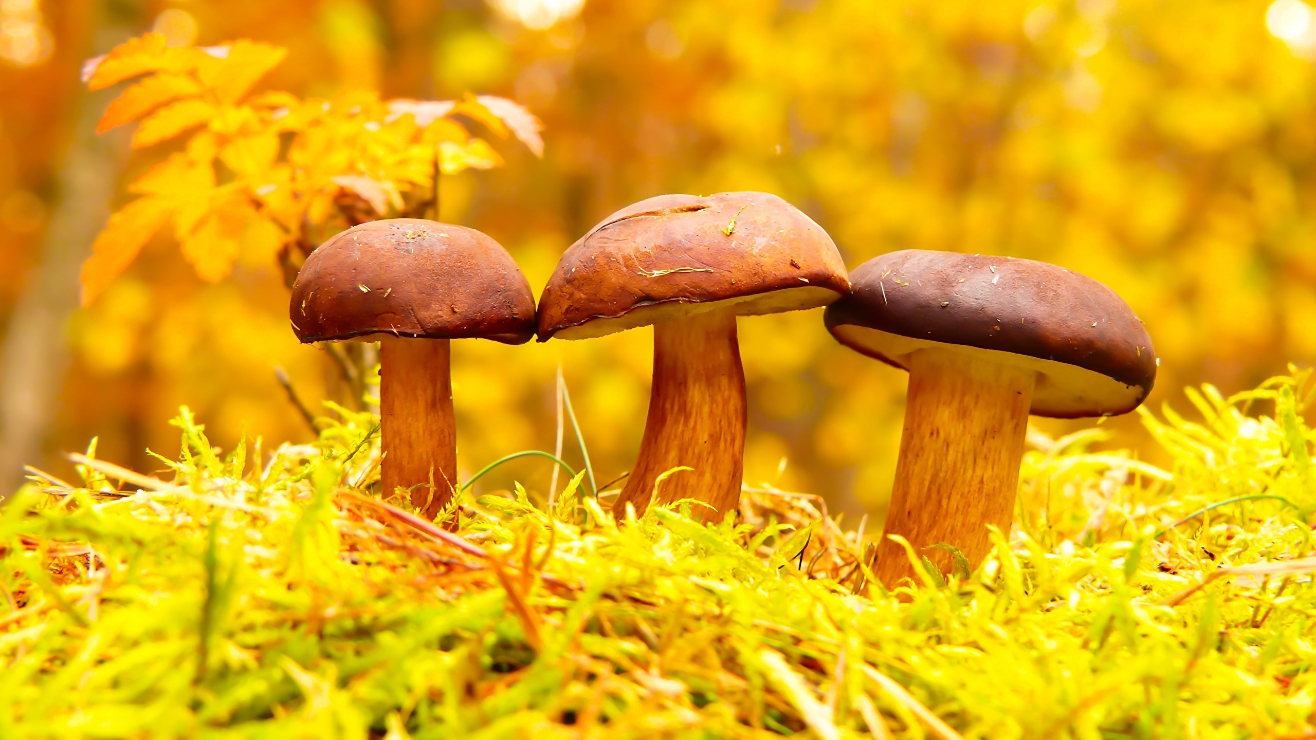 Macro Mushroom Wallpapers