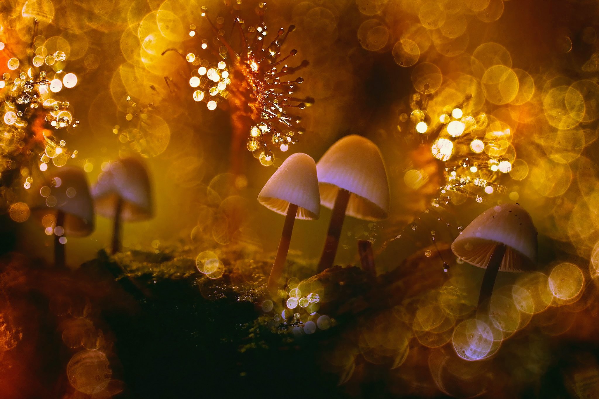 Macro Mushroom Wallpapers