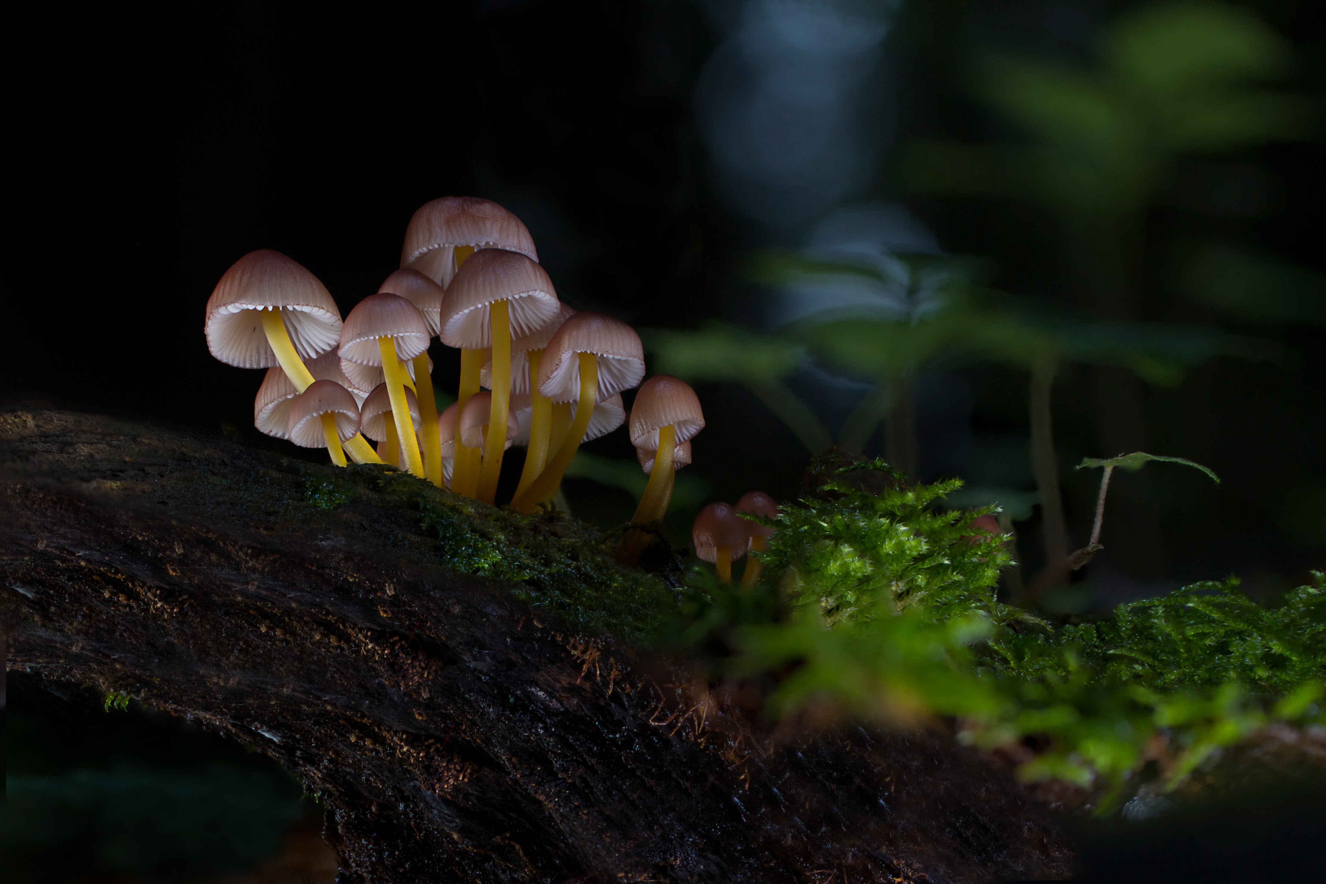 Macro Mushroom Wallpapers