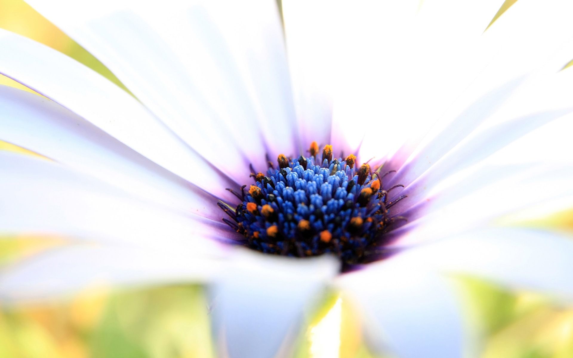 Macro White Flower Plant Wallpapers