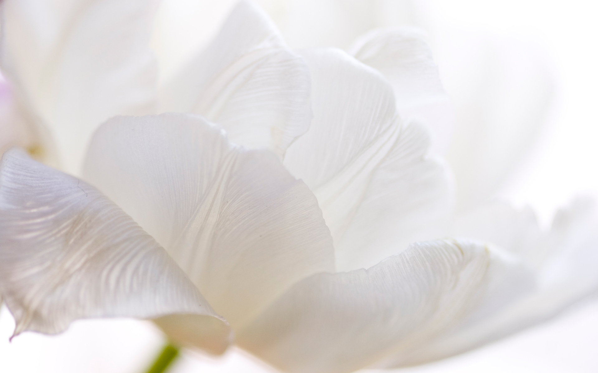 Macro White Flower Plant Wallpapers