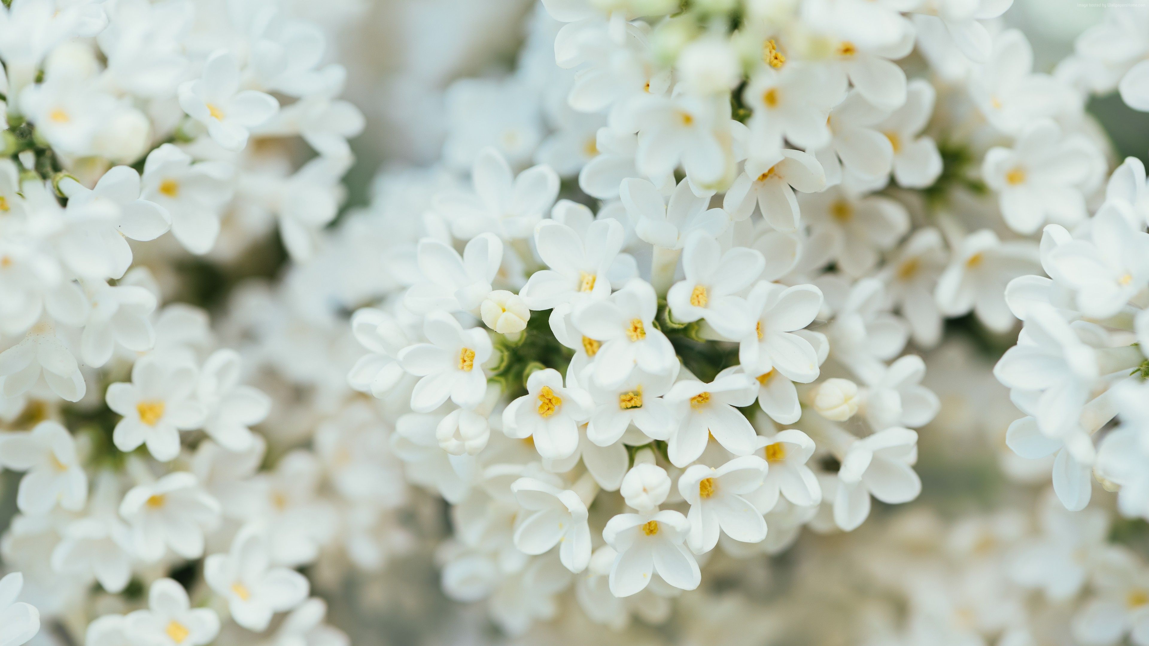 Macro White Flower Plant Wallpapers