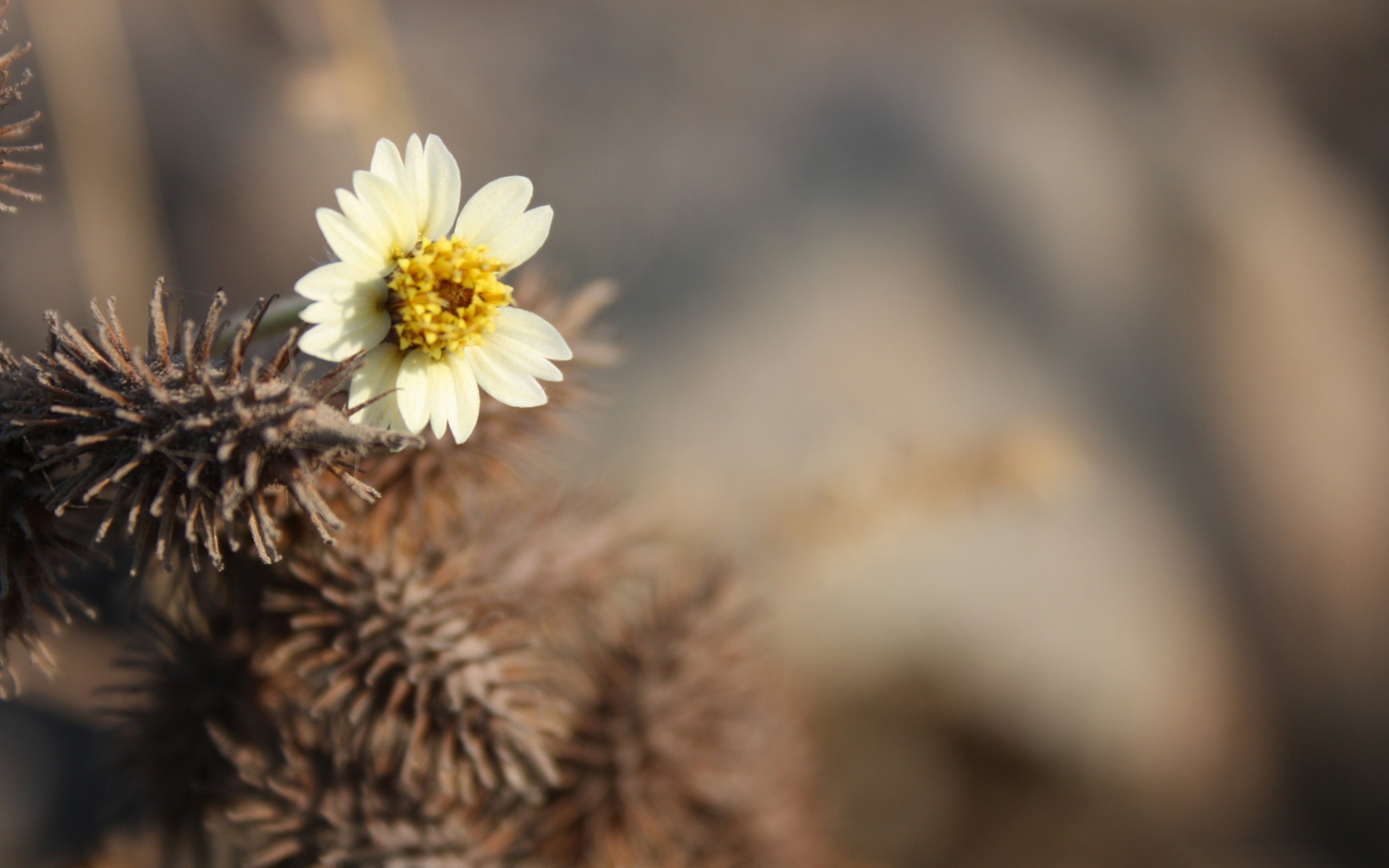 Macro White Flower Plant Wallpapers