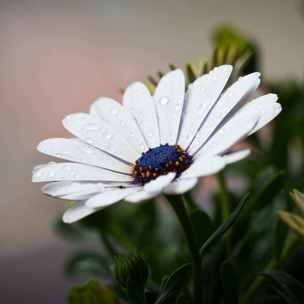 Macro White Flower Plant Wallpapers