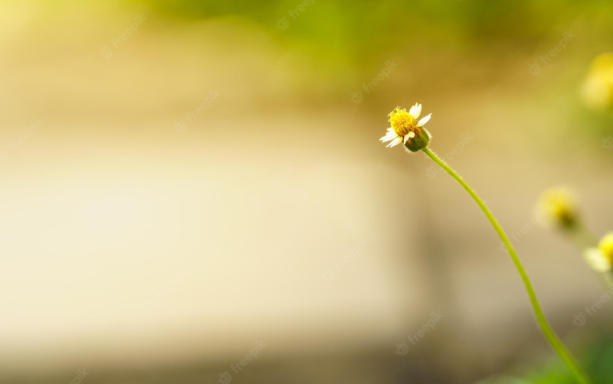 Macro White Flower Plant Wallpapers