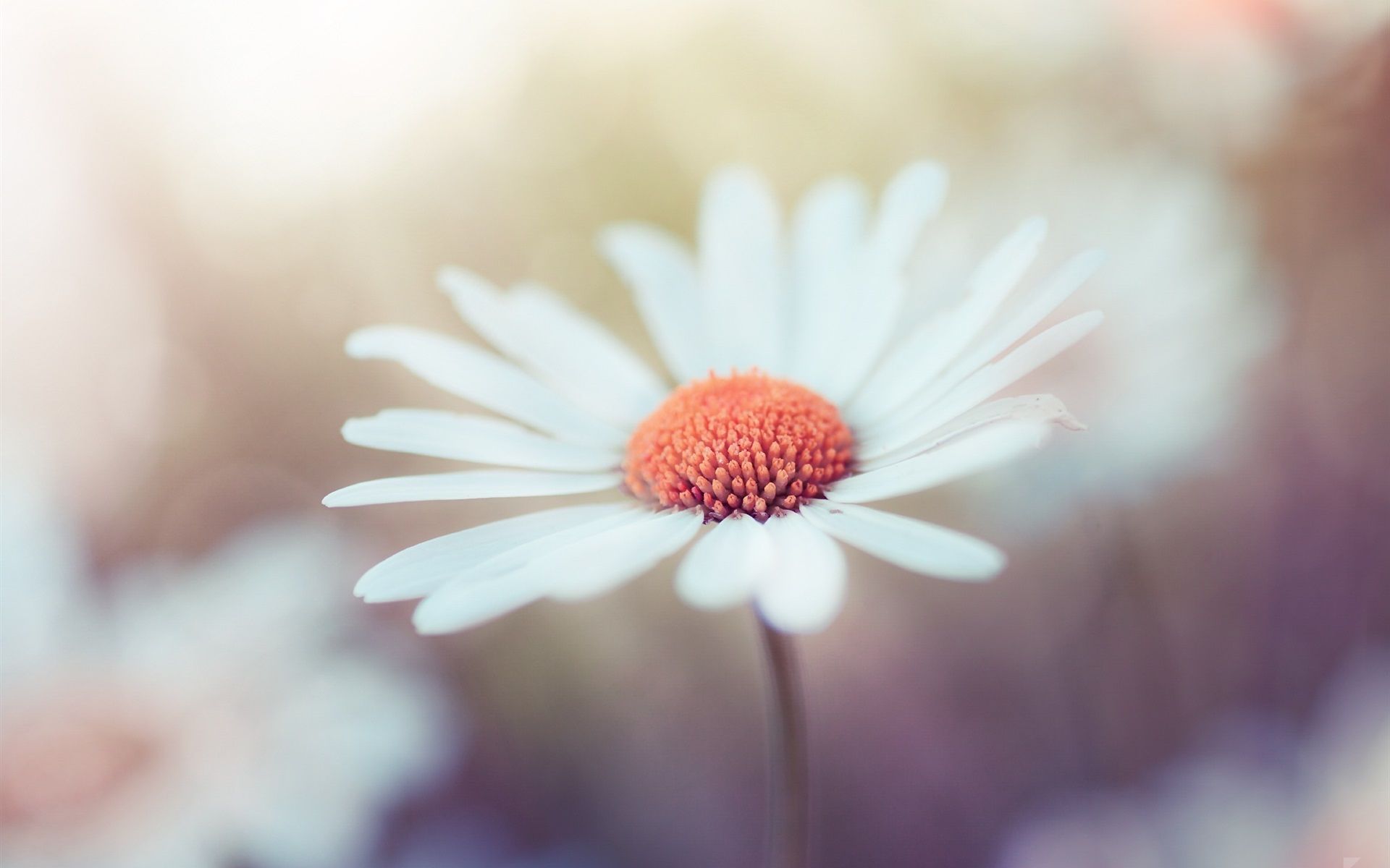 Macro White Flower Plant Wallpapers