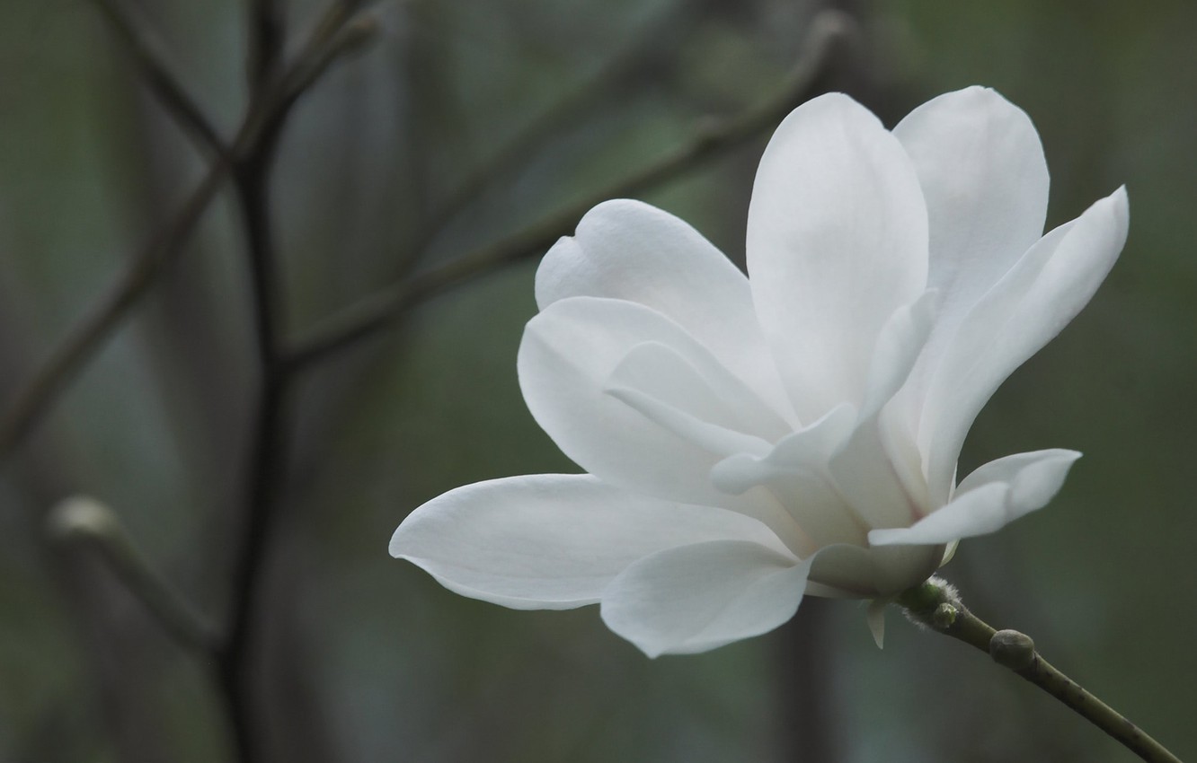 Macro White Flower Plant Wallpapers