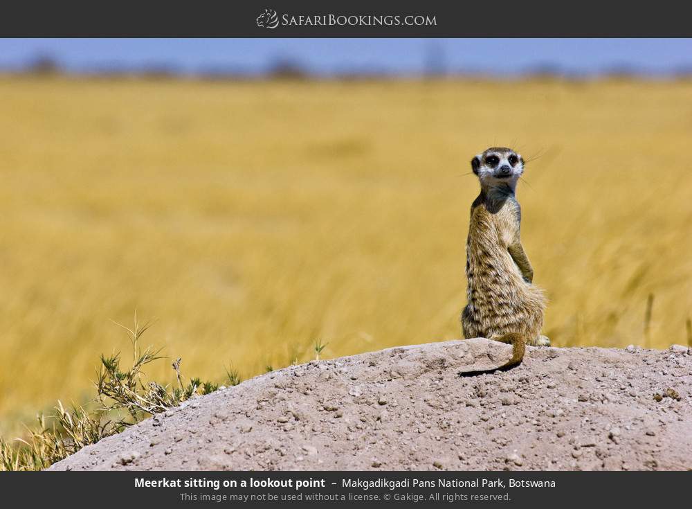 Makgadikgadi Pan Wallpapers