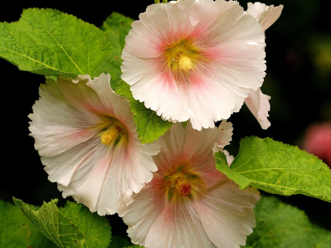 Mallow Wallpapers