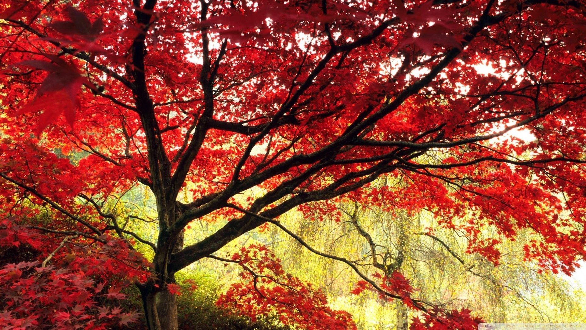 Maple Tree Wallpapers