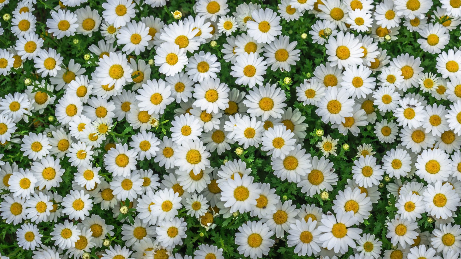 Marguerite Wallpapers