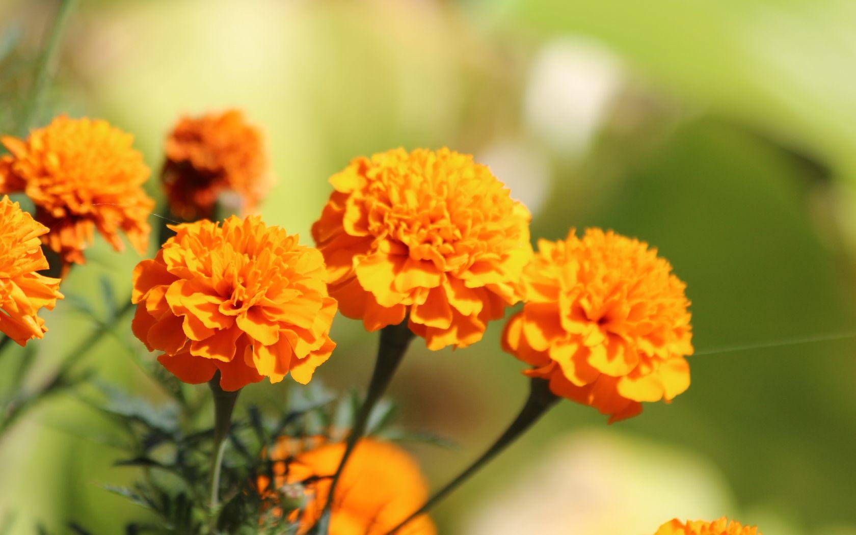 Marigold Wallpapers