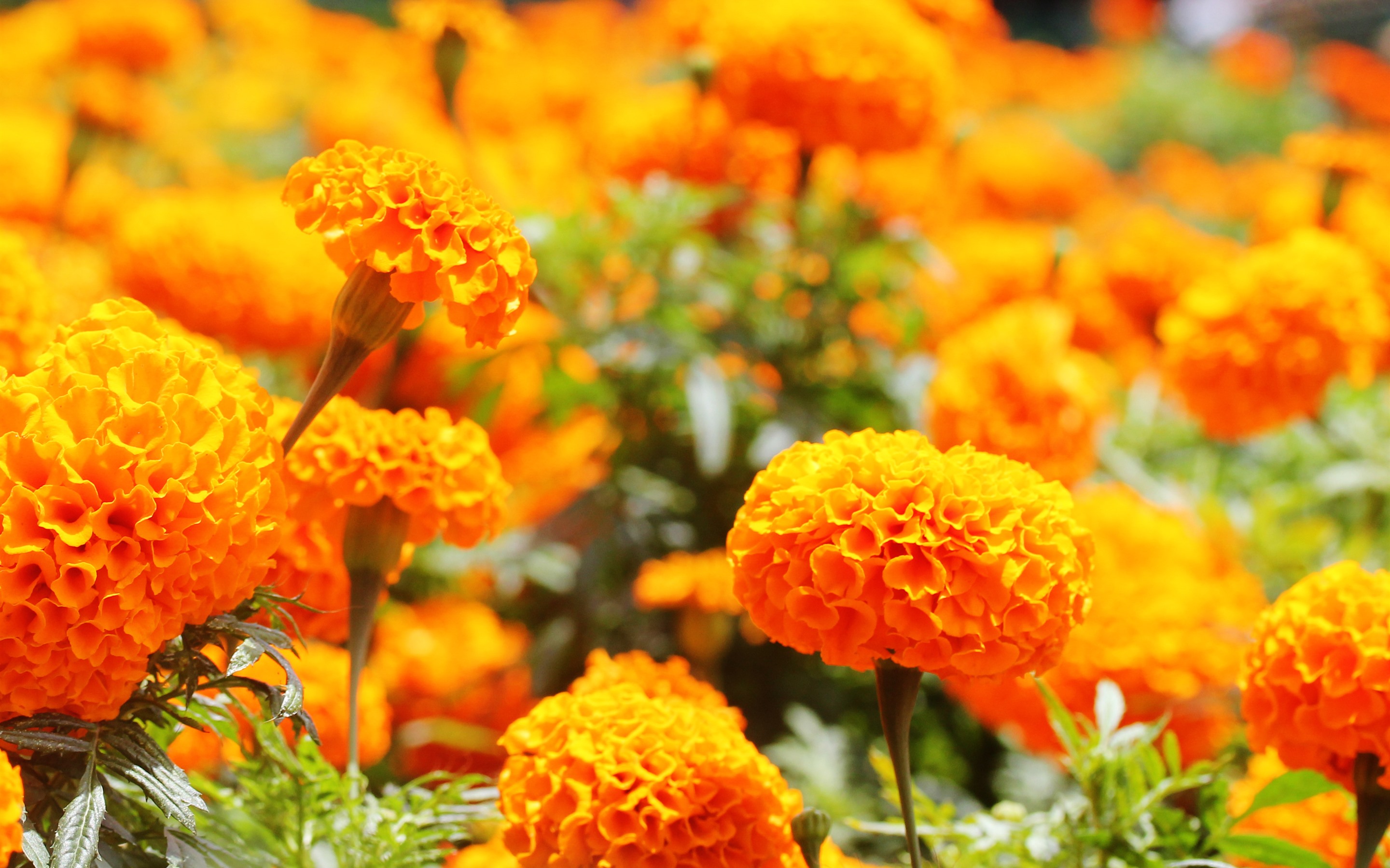 Marigold Wallpapers