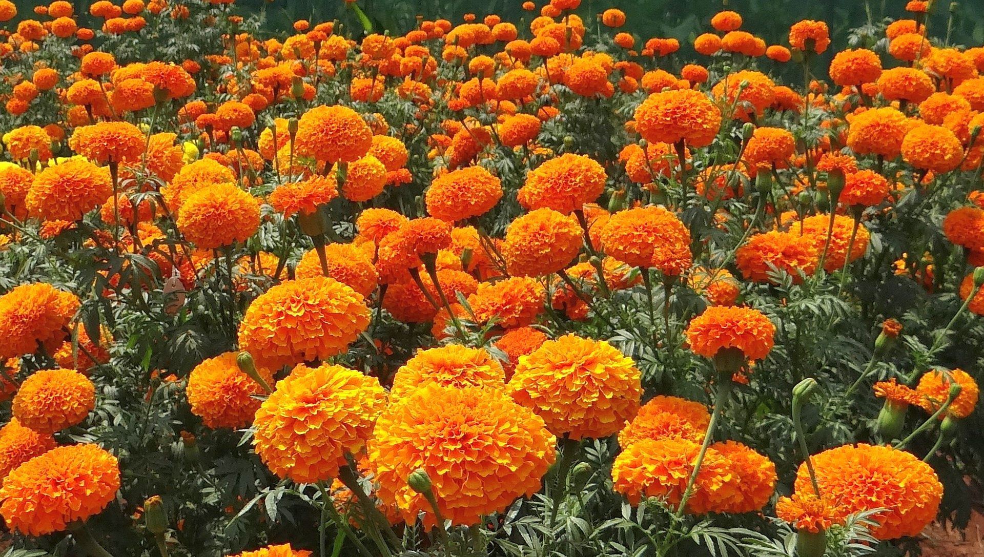 Marigold Wallpapers