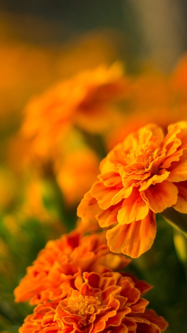 Marigold Wallpapers