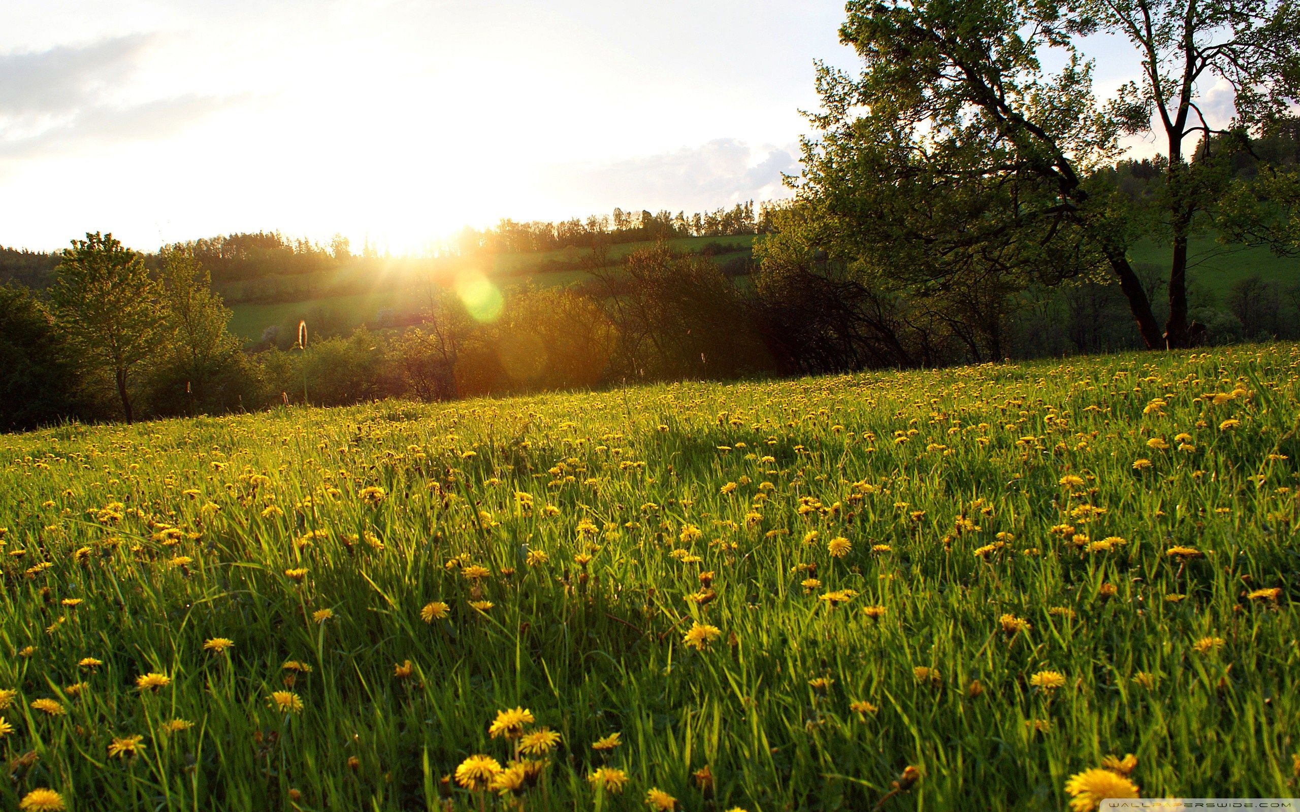 Meadow Wallpapers