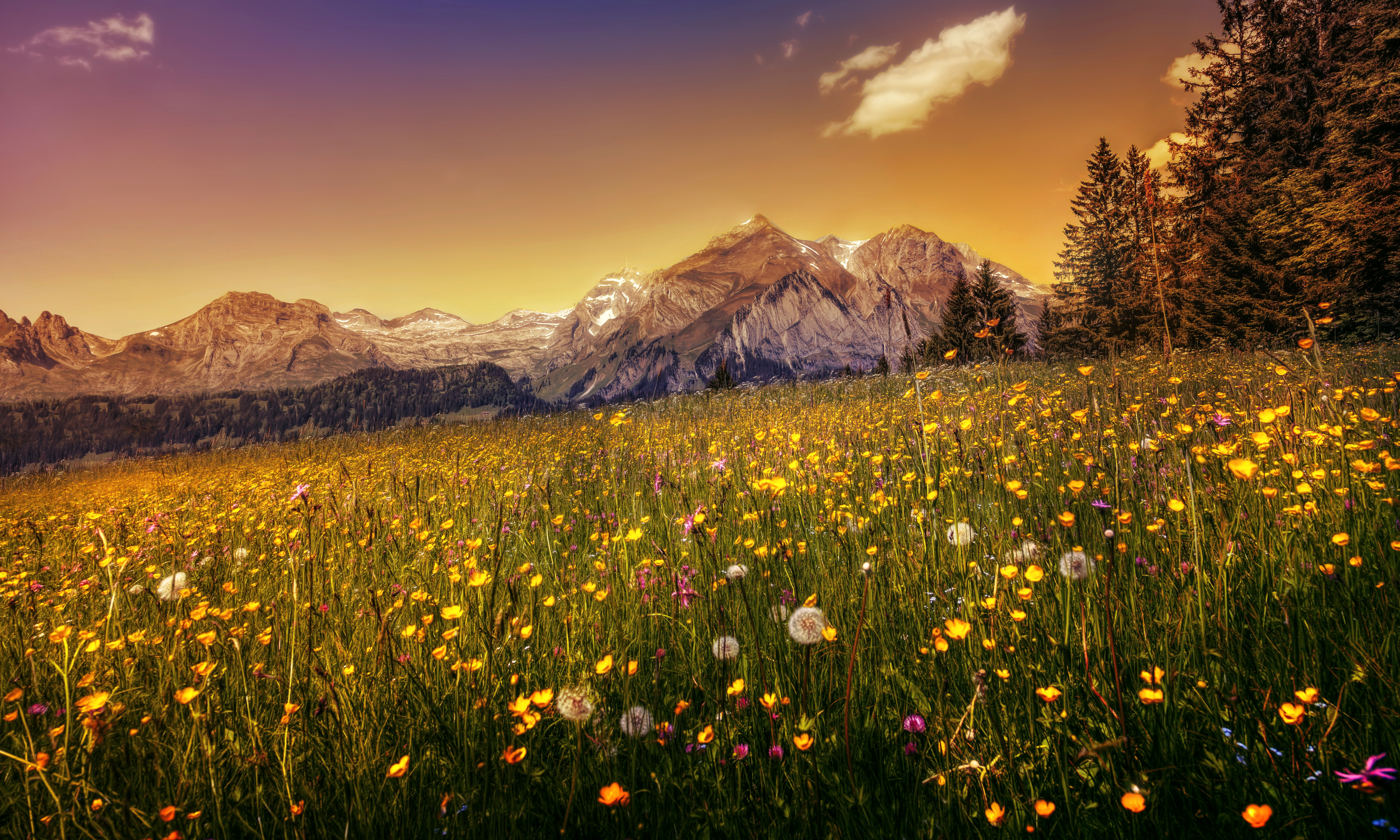 Meadow Wallpapers