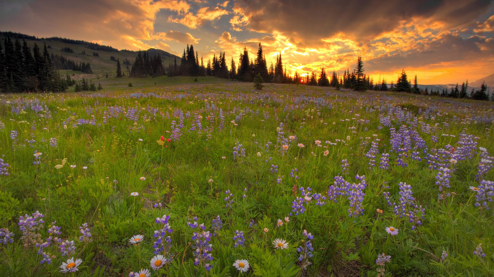 Meadow Wallpapers