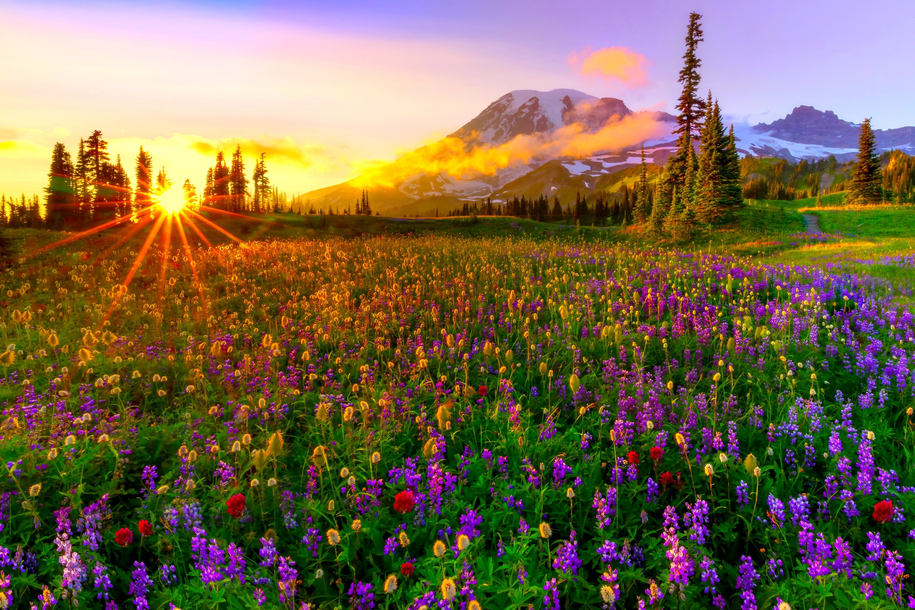 Meadow Wallpapers