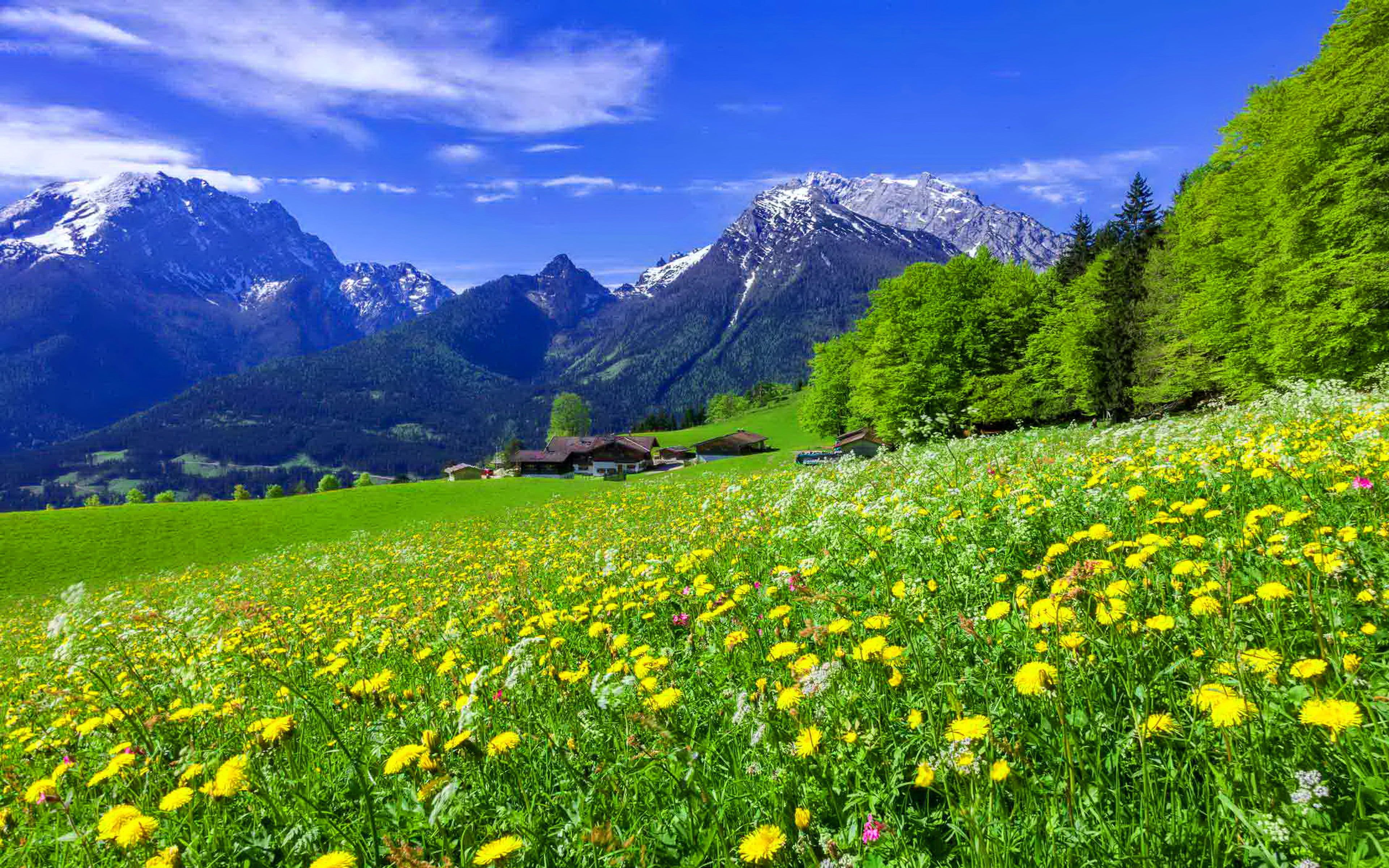 Meadow Wallpapers