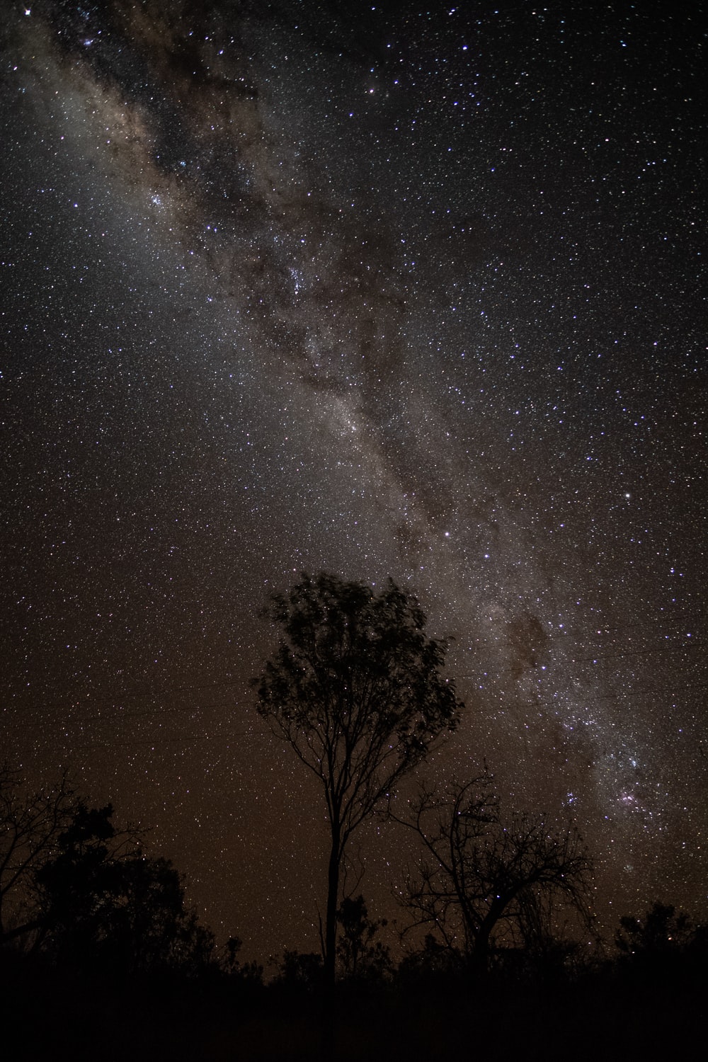 Milky Way Night And Bare Trees Wallpapers