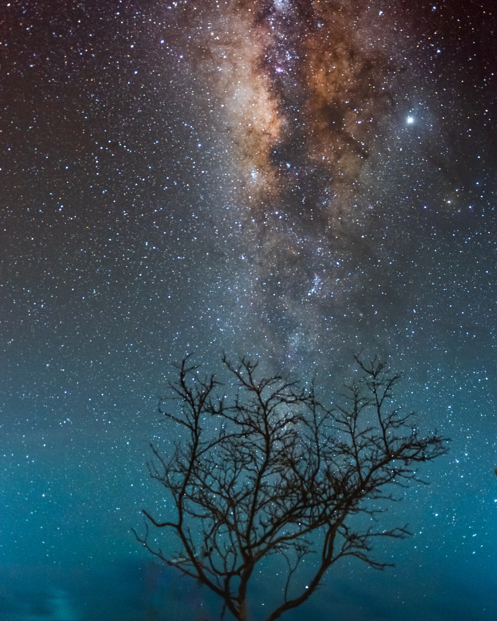 Milky Way Night And Bare Trees Wallpapers