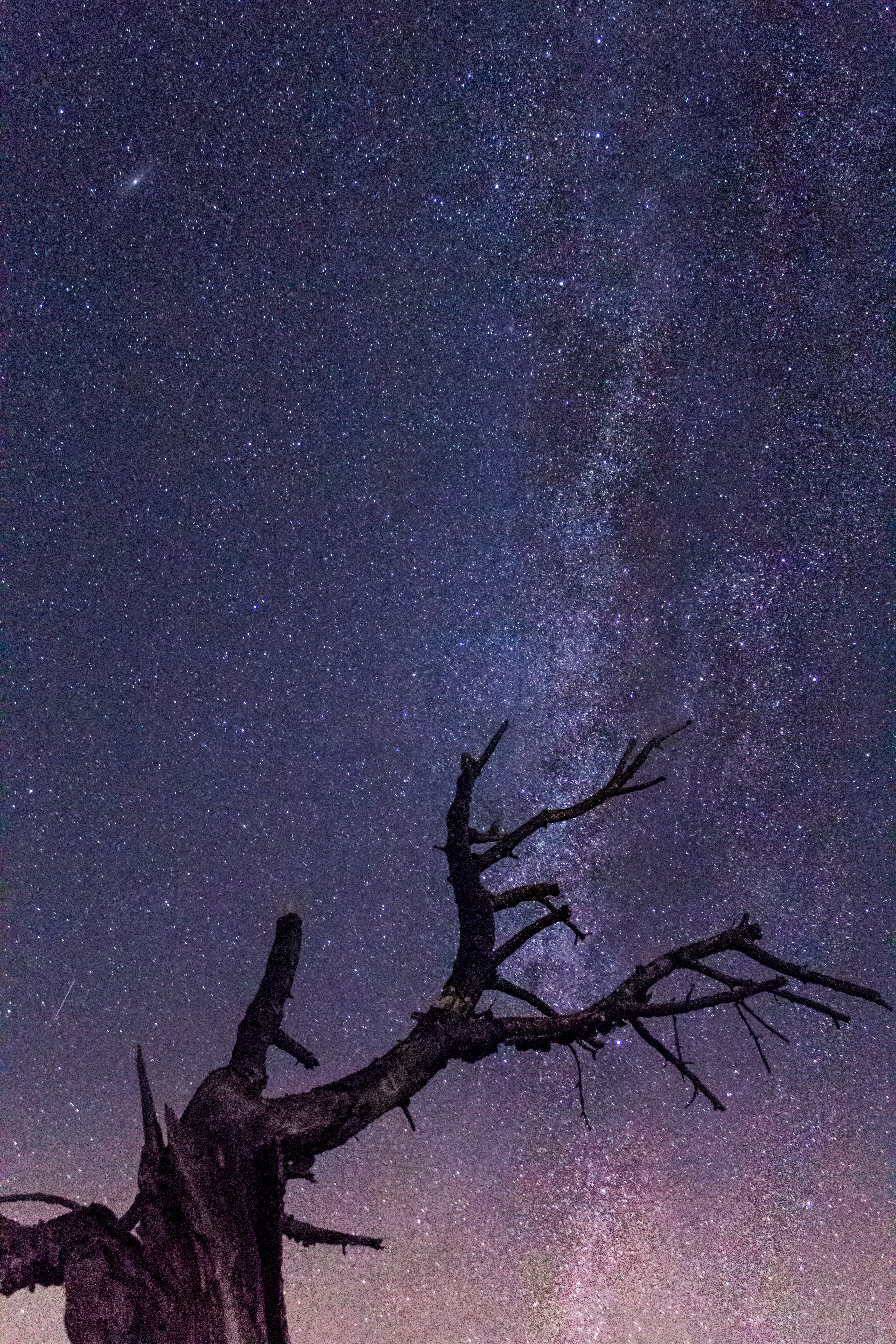 Milky Way Night And Bare Trees Wallpapers