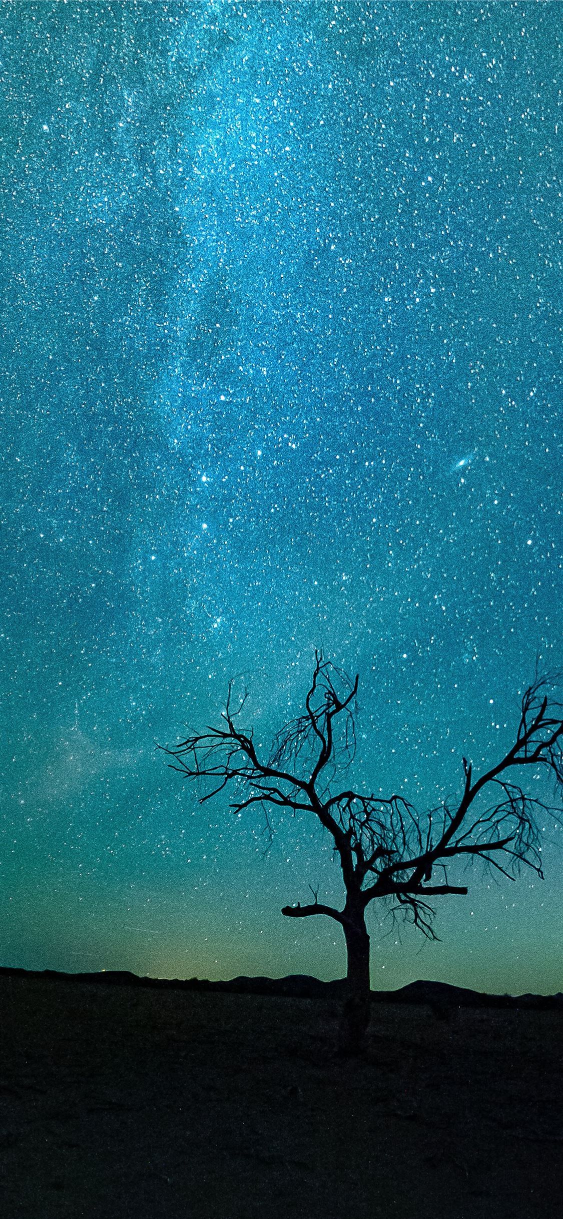 Milky Way Night And Bare Trees Wallpapers