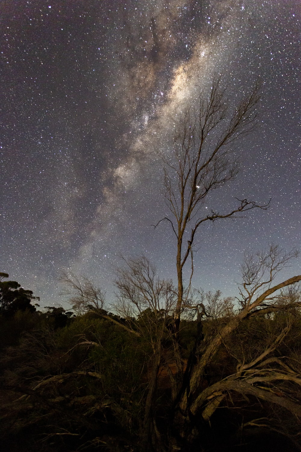 Milky Way Night And Bare Trees Wallpapers