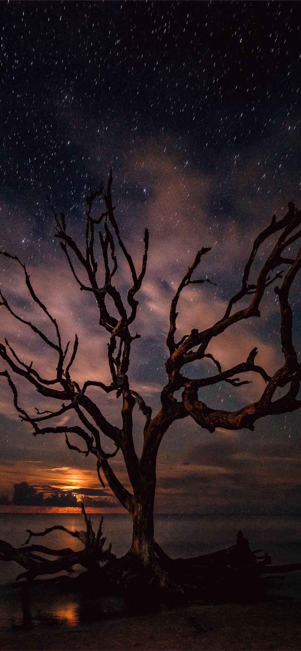 Milky Way Night And Bare Trees Wallpapers