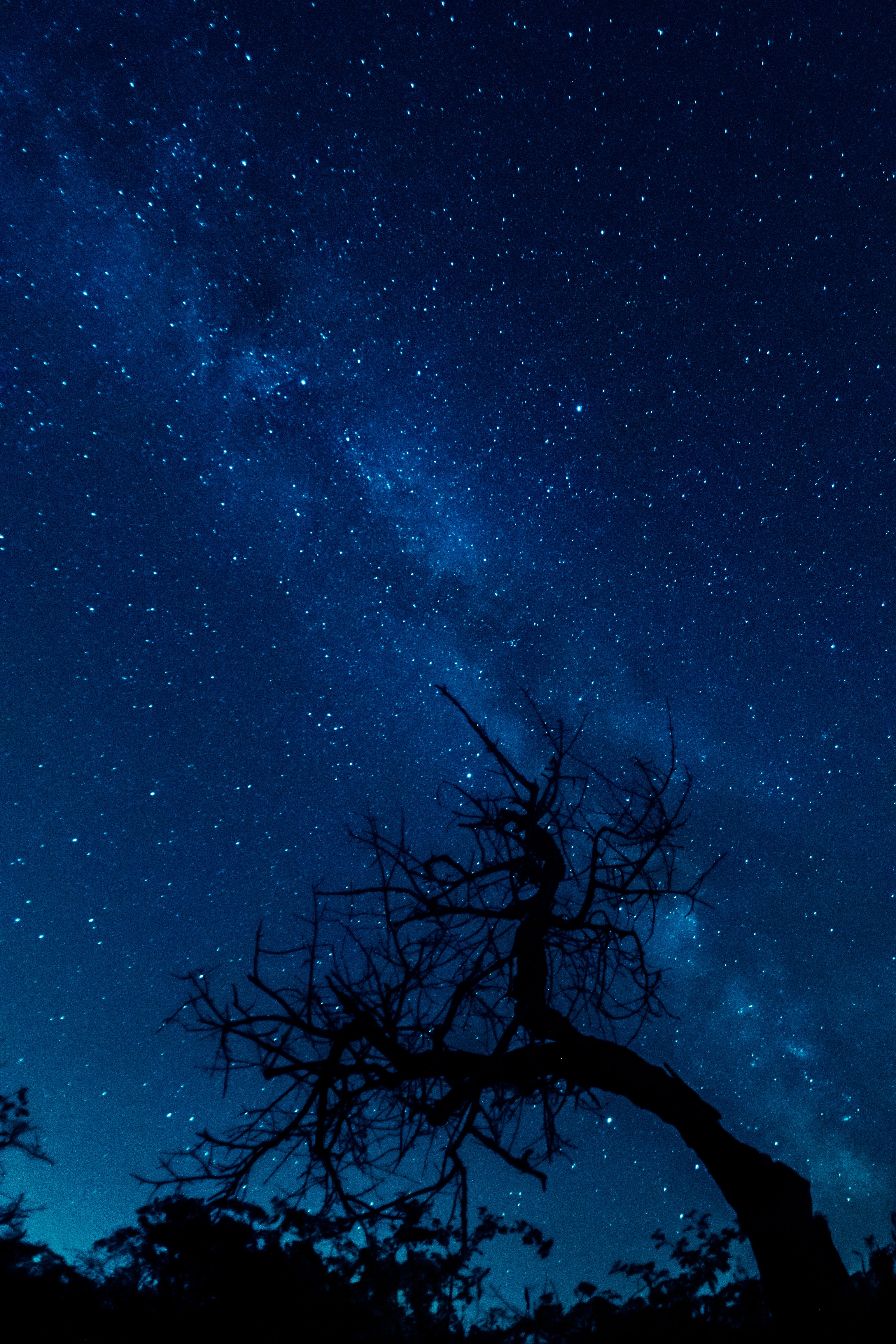 Milky Way Night And Bare Trees Wallpapers