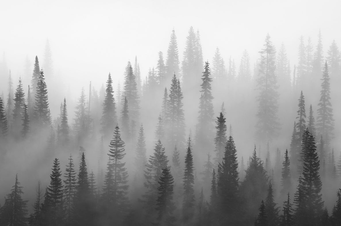 Misty Foggy Forest Wallpapers