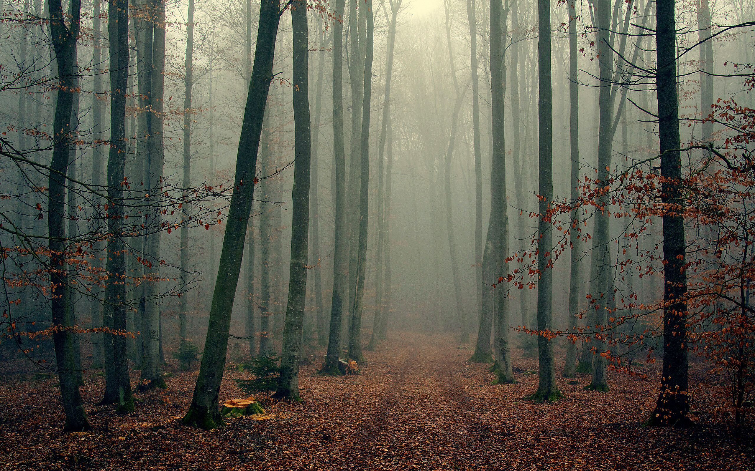 Misty Foggy Forest Wallpapers