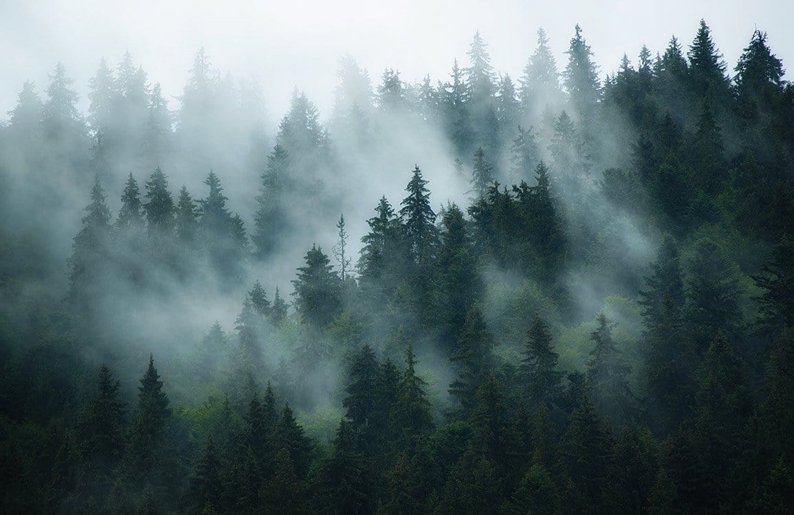 Misty Foggy Forest Wallpapers