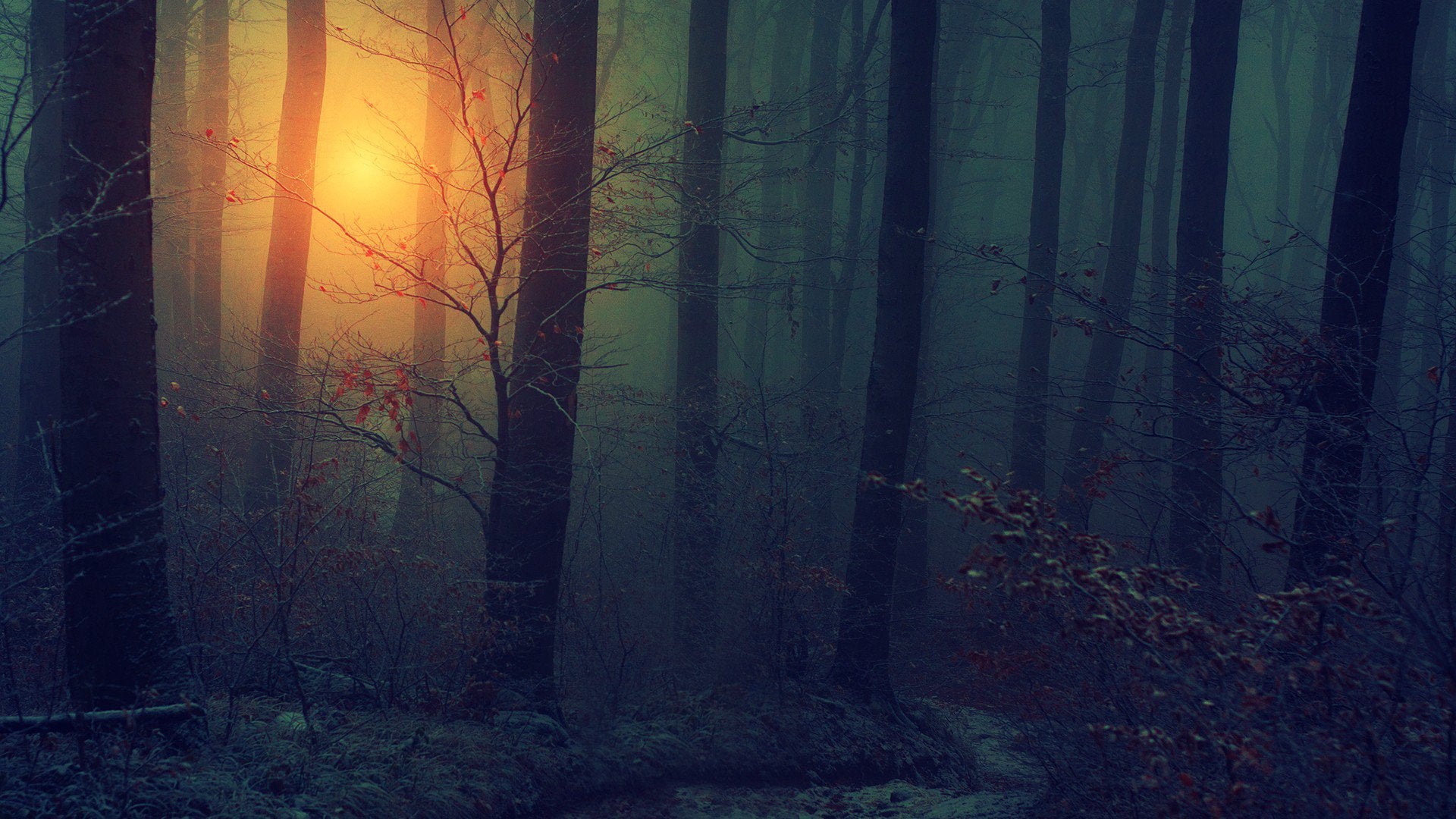 Misty Foggy Forest Wallpapers